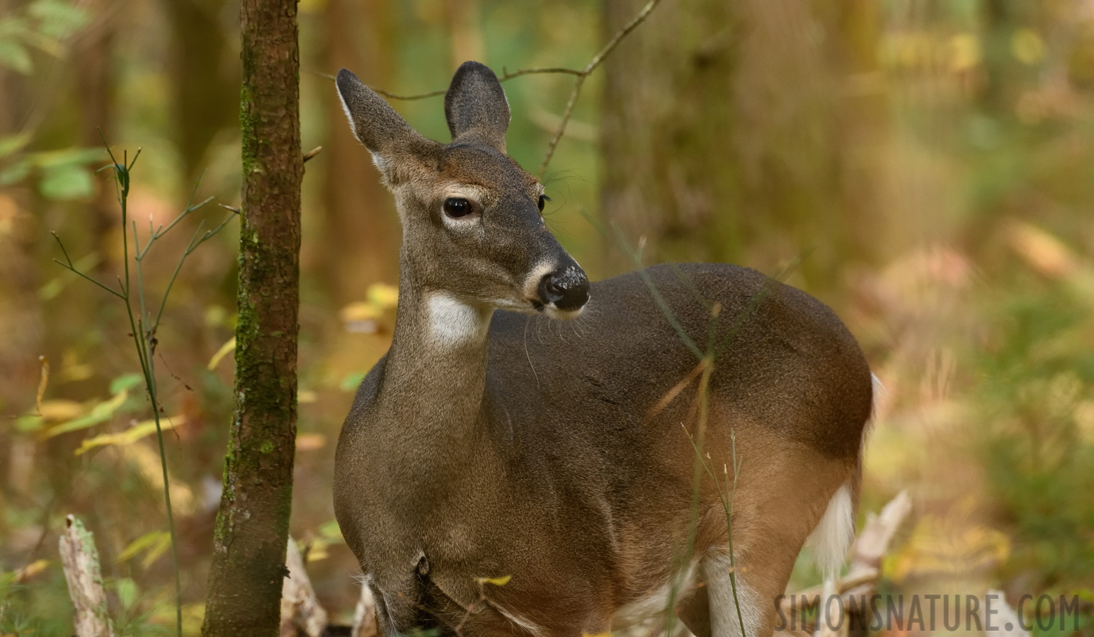 Odocoileus virginianus virginianus [400 mm, 1/80 sec at f / 8.0, ISO 2000]